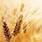 wheat